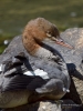 Filename=000489_fotowilga.JPG
Filesize=280KB
Dimensions=525x700
Date added=Aug 20, 2019 000489_fotowilga.JPG