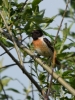 Filename=0004_fotowilga~44.JPG
Filesize=263KB
Dimensions=525x700
Date added=Feb 14, 2018 0004_fotowilga~44.JPG