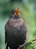 Filename=0004_fotowilga~54.JPG
Filesize=246KB
Dimensions=525x700
Date added=Sep 05, 2018 0004_fotowilga~54.JPG