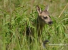 Filename=000510_fotowilga~4.JPG
Filesize=132KB
Dimensions=640x476
Date added=May 24, 2015 000510_fotowilga~4.JPG