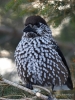 Filename=000514_fotowilga~0.JPG
Filesize=317KB
Dimensions=525x700
Date added=Aug 06, 2019 000514_fotowilga~0.JPG
