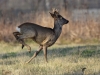 Filename=00051_fotowilga~56.JPG
Filesize=266KB
Dimensions=700x525
Date added=Apr 12, 2018 00051_fotowilga~56.JPG