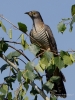 Filename=00051_fotowilga~69.JPG
Filesize=289KB
Dimensions=525x700
Date added=May 28, 2019 00051_fotowilga~69.JPG
