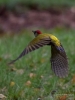 Filename=000521_fotowilga~15.JPG
Filesize=252KB
Dimensions=525x700
Date added=Dec 01, 2017 000521_fotowilga~15.JPG