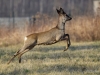 Filename=00052_fotowilga~47.JPG
Filesize=270KB
Dimensions=700x525
Date added=Apr 12, 2018 00052_fotowilga~47.JPG