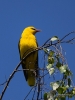 Filename=00053_fotowilga~54.JPG
Filesize=281KB
Dimensions=525x700
Date added=May 21, 2019 00053_fotowilga~54.JPG