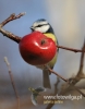 Filename=00054_fotowilga~29.JPG
Filesize=66KB
Dimensions=377x480
Date added=Mar 06, 2016 00054_fotowilga~29.JPG