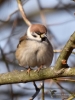 Filename=00055_fotowilga.JPG
Filesize=266KB
Dimensions=525x700
Date added=Jan 07, 2019 00055_fotowilga.JPG