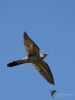 Filename=00055_fotowilga~60.JPG
Filesize=214KB
Dimensions=525x700
Date added=Jun 03, 2019 00055_fotowilga~60.JPG