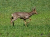 000567_fotowilga~12.JPG