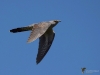 Filename=00056_fotowilga~65.JPG
Filesize=225KB
Dimensions=700x525
Date added=Jun 03, 2019 00056_fotowilga~65.JPG