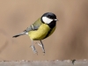Filename=000587_fotowilga.JPG
Filesize=219KB
Dimensions=700x525
Date added=Jul 20, 2019 000587_fotowilga.JPG
