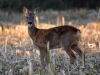 Filename=00058_fotowilga~37.JPG
Filesize=284KB
Dimensions=700x525
Date added=Oct 16, 2018 00058_fotowilga~37.JPG