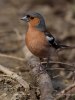 Filename=0005_fotowilga~53.JPG
Filesize=243KB
Dimensions=525x700
Date added=Jul 23, 2018 0005_fotowilga~53.JPG