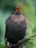 Filename=0005_fotowilga~54.JPG
Filesize=262KB
Dimensions=525x700
Date added=Sep 05, 2018 0005_fotowilga~54.JPG