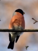 Filename=000612_fotowilga.JPG
Filesize=216KB
Dimensions=525x700
Date added=Oct 10, 2018 000612_fotowilga.JPG