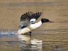 Filename=00061_fotowilga~49.JPG
Filesize=254KB
Dimensions=700x525
Date added=Apr 23, 2018 00061_fotowilga~49.JPG