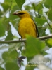 Filename=000635_fotowilga~9.JPG
Filesize=79KB
Dimensions=357x480
Date added=Feb 05, 2016 000635_fotowilga~9.JPG