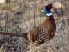 Filename=00064_fotowilga~36.JPG
Filesize=324KB
Dimensions=700x525
Date added=Apr 28, 2017 00064_fotowilga~36.JPG