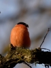 Filename=000650_fotowilga~10.JPG
Filesize=242KB
Dimensions=525x700
Date added=Dec 05, 2018 000650_fotowilga~10.JPG