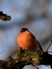 Filename=000654_fotowilga~8.JPG
Filesize=237KB
Dimensions=525x700
Date added=Dec 30, 2017 000654_fotowilga~8.JPG