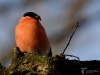 Filename=000655_fotowilga~12.JPG
Filesize=242KB
Dimensions=700x525
Date added=Dec 30, 2017 000655_fotowilga~12.JPG