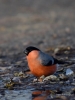 Filename=000664_fotowilga~7.JPG
Filesize=241KB
Dimensions=525x700
Date added=Dec 02, 2018 000664_fotowilga~7.JPG