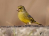 Filename=00067_fotowilga~56.JPG
Filesize=206KB
Dimensions=700x525
Date added=Sep 15, 2018 00067_fotowilga~56.JPG