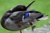 Filename=000680_fotowilga~5.JPG
Filesize=80KB
Dimensions=640x427
Date added=Jan 27, 2016 000680_fotowilga~5.JPG