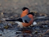 Filename=000687_fotowilga.JPG
Filesize=258KB
Dimensions=700x525
Date added=Oct 10, 2018 000687_fotowilga.JPG