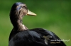Filename=000696_fotowilga~6.JPG
Filesize=56KB
Dimensions=640x427
Date added=Nov 11, 2015 000696_fotowilga~6.JPG