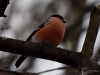 Filename=00069_fotowilga.JPG
Filesize=245KB
Dimensions=700x525
Date added=Oct 10, 2018 00069_fotowilga.JPG