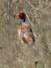 Filename=00069_fotowilga~33.JPG
Filesize=331KB
Dimensions=525x700
Date added=Apr 13, 2017 00069_fotowilga~33.JPG