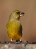 Filename=00069_fotowilga~54.JPG
Filesize=218KB
Dimensions=525x700
Date added=Feb 20, 2018 00069_fotowilga~54.JPG