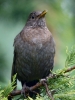 Filename=0006_fotowilga.JPG
Filesize=263KB
Dimensions=525x700
Date added=Sep 06, 2018 0006_fotowilga.JPG