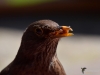 Filename=0006_fotowilga~0.JPG
Filesize=194KB
Dimensions=700x525
Date added=Mar 27, 2019 0006_fotowilga~0.JPG