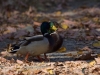 Filename=0006_fotowilga~60.JPG
Filesize=282KB
Dimensions=700x525
Date added=Nov 04, 2018 0006_fotowilga~60.JPG