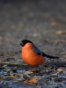 Filename=000701_fotowilga~13.JPG
Filesize=245KB
Dimensions=525x700
Date added=Dec 03, 2018 000701_fotowilga~13.JPG