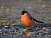 Filename=000702_fotowilga~10.JPG
Filesize=272KB
Dimensions=700x525
Date added=Oct 30, 2019 000702_fotowilga~10.JPG