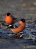 Filename=000708_fotowilga~10.JPG
Filesize=241KB
Dimensions=525x700
Date added=Dec 02, 2018 000708_fotowilga~10.JPG
