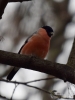 Filename=00071_fotowilga~14.JPG
Filesize=241KB
Dimensions=525x700
Date added=Dec 05, 2018 00071_fotowilga~14.JPG