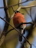 Filename=000727_fotowilga~5.JPG
Filesize=251KB
Dimensions=525x700
Date added=May 09, 2018 000727_fotowilga~5.JPG