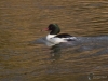 Filename=00072_fotowilga.JPG
Filesize=294KB
Dimensions=700x525
Date added=Jan 28, 2019 00072_fotowilga.JPG