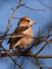 Filename=00073_fotowilga.JPG
Filesize=242KB
Dimensions=525x700
Date added=Jun 04, 2019 00073_fotowilga.JPG