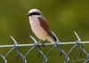 Filename=00076_fotowilga~46.JPG
Filesize=208KB
Dimensions=700x500
Date added=Jan 04, 2019 00076_fotowilga~46.JPG