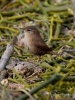 Filename=00077_fotowilga~38.JPG
Filesize=302KB
Dimensions=525x700
Date added=Oct 10, 2017 00077_fotowilga~38.JPG