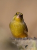 Filename=00078_fotowilga~34.JPG
Filesize=212KB
Dimensions=525x700
Date added=Sep 15, 2018 00078_fotowilga~34.JPG