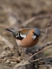 Filename=0007_fotowilga~64.JPG
Filesize=237KB
Dimensions=525x700
Date added=Jul 23, 2018 0007_fotowilga~64.JPG
