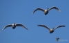 Filename=00084_fotowilga~72.JPG
Filesize=157KB
Dimensions=700x437
Date added=Oct 24, 2019 00084_fotowilga~72.JPG