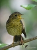 Filename=00086_fotowilga.JPG
Filesize=286KB
Dimensions=525x700
Date added=Aug 21, 2019 00086_fotowilga.JPG